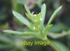 Photo 6x4 Cleavers (Galium Aparine) Upper Welland Side view of the flower c2007