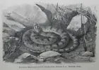 Gekrönte Schnauzennatter Lytorhynchus diadema Holzstich 1912 Schlange