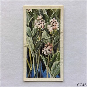 Brooke Bond Tea Card Wild Flowers Series 3 1964 #21 Bog Bean (CC46)