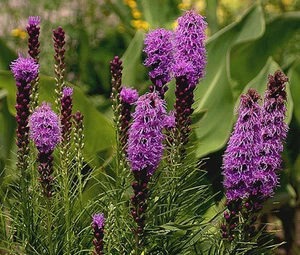 BLAZING STAR GAYFEATHER Liatris Spicata - 300 Samen in loser Schüttung - Bild 1 von 1