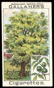 Gallaher - 'Woodland Trees' (c1912) - The Walnut Tree - Picture 1 of 2