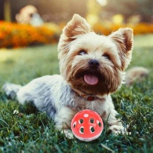 Multicolor Hollow Bell Ball Plastic Ball Cat Dog Toy -US Toy Pet Hot~ Bell E1M5 - Picture 1 of 8
