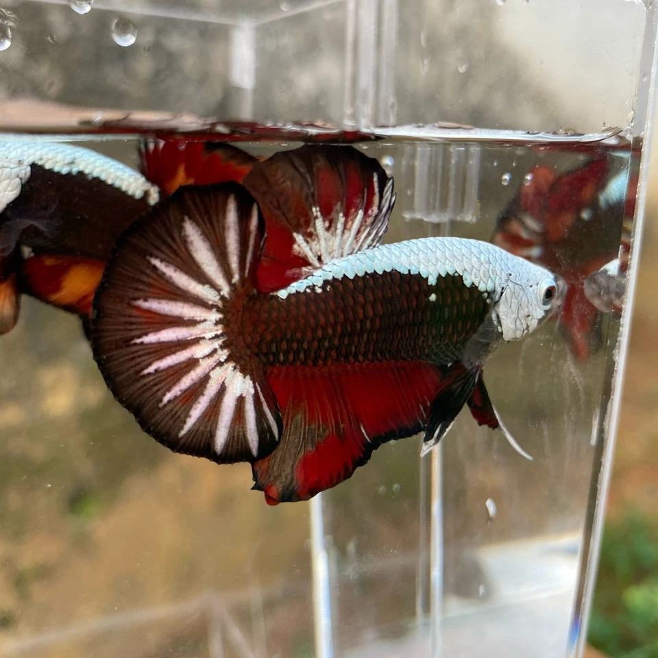 Male Samurai Koy - Image 1 of 1