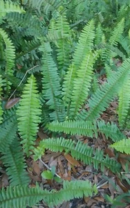 15 Rooted Live 8-12" Boston Fern Plants Tropical Garden Organic Evergreen - Picture 1 of 3