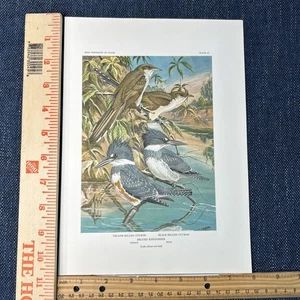Bird Portraits Print Cuckoo And Kingfisher Bookplate 42 Walter Alois Weber 1930 - Picture 1 of 9