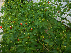 Chiltepin Birds Eye Bird Pepper Wild Chili Heirloom Premium 45 Seeds VERY HOT