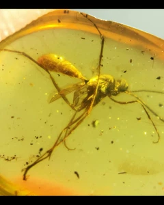 Burmesisches Fossil Burmit Kreide Bernstein selten Biene Insekt Fossil Amber Myanmar - Bild 1 von 6