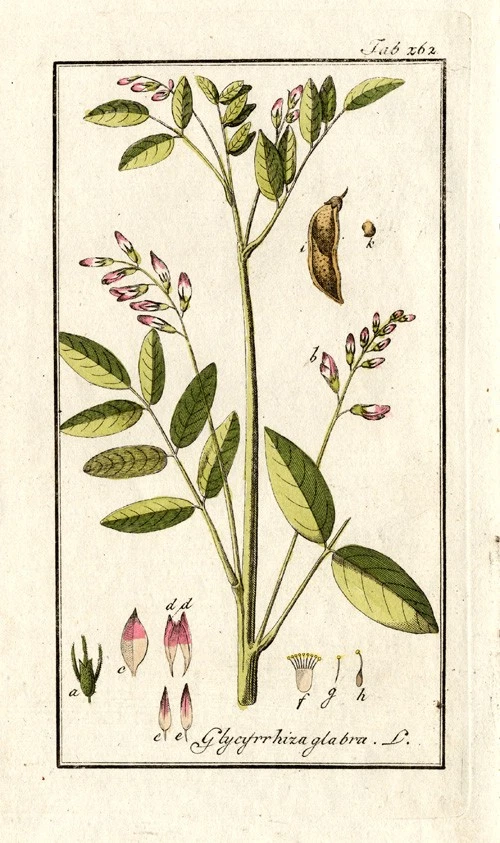 Antiguo estampado botánico-GLICIRRIZA-REGALIZ-zorn-1796 Foto 1 de 1