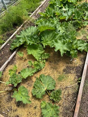 RHUBARB VICTORIA, Organic, 2 Plants / Crown, per order. Freshly dug as ordered. - Image 1 of 4