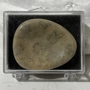 Fossilized Coral Worry Stone New In Package Spiritual Stress Relief Meditation - Picture 1 of 6