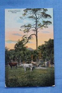 A Tropical Pasture - Florida - Picture 1 of 2