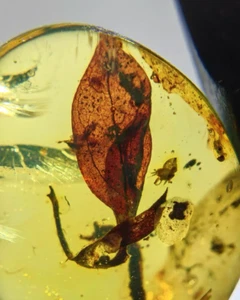 Fósil birmano Burmita Cretácico planta hoja ámbar fósil ámbar Myanmar - Imagen 1 de 8