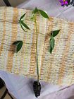 Silk Floss Tree - Ceiba  Speciosa Seedling ~not seeds ~10+ inches HtF.   C