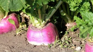 Rutabaga Seeds, American Purple Top, NON-GMO, Swedish Turnip, FREE SHIPPING - Picture 1 of 2