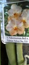 Orchid Vanda Nakornsawan Bell x Tubtim Velvet 335 in spike Mad Happenings