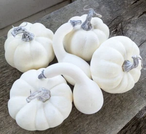 Set 6 Mini KÜRBISSE Creme Herbst Ernte Erntedank Tischdeko Land NEU - Bild 1 von 4