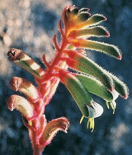 SAMEN wunderschöne fantastische bizarre Blume, sehr selten ! - Bild 1 von 1