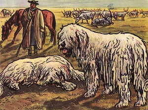 KOMONDORE HUNDE HUND KUNST GRÜSSE NOTIZKARTE - Bild 1 von 1