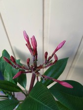 Frangipani Plumeria - Pflanze - Mini Me - 50 cm - 8  Ast mit 1 Blütenansätzen