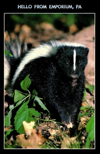 Hello Greetings from Emporia Pennsylvania Striped Skunk Chrome Postcard - Picture 1 of 2