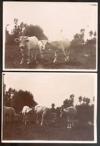 Lot de 2 photos Etude de vaches, Vintage citrate prints c.1895 - 13 x 19 cm - Picture 1 of 1