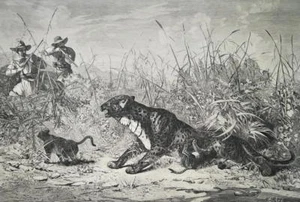 HUNTING Panthers in Algeria Africa - 1878 SCARCE Antique Print - Picture 1 of 2