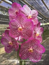 Vanda Goodwinâ€™s Glitzy Gala Orchid Hybrid Purple Flower Bloom Size 5.5â€� Pink