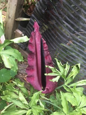 5 Raros Bombillas Dragón Lirio Arum Flor Vudú Amorphophallus Tuber Cactus Calla Xx Foto 1 de 4