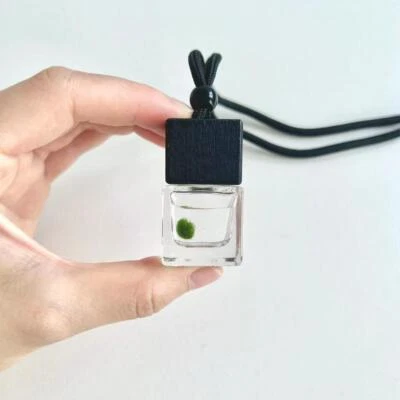 Mini Baby Marimo Moss Ball - Image 1 of 4