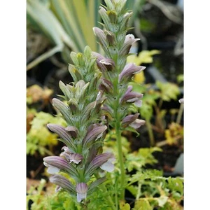 Blumixx Stauden Acanthus mollis - Weiche Bärenklaue - Bild 1 von 1