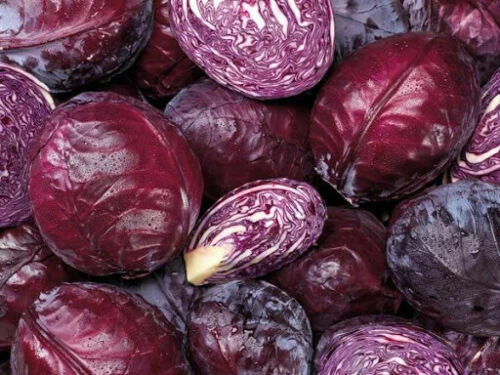 Cabeza Negra Red Cabbage - 200+ seeds - Semillas - Graines - Samen - B 092 - Image 1 of 1