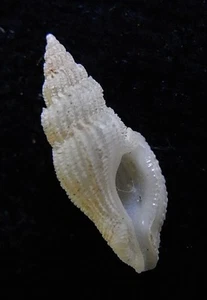 seashell Daphnellopsis fimbriata  15-16mm Gem/F+++ - Picture 1 of 3