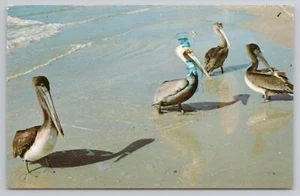 Pelicans on the Beach North Carolina NC Postcard Posted 1988 - Foto 1 di 2