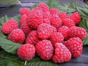 RUBIN - rare honey raspberry 5x plant barerrot - Picture 1 of 1