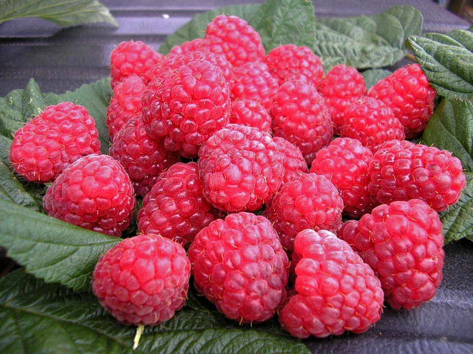RUBIN - rare honey raspberry 5x plant barerrot - Image 1 of 1