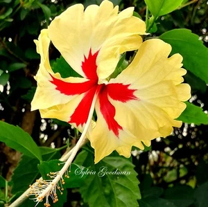 Hibisco, Hibiscus rosa sinensis," Sylvia Goodman " - Imagen 1 de 2