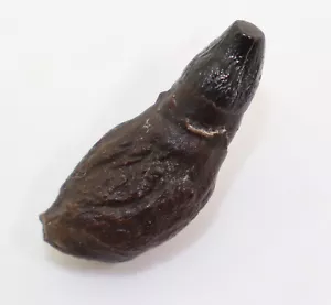 Delphinzahn, Tertiär, Miozän, Bone Valley, Polk County, Florida, USA -k920 - Picture 1 of 5