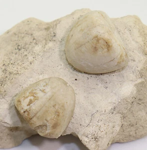 Seeigel, Conulus subrotundus, Kreide, Turon, Wüllen bei Ahaus, Deutschland -L420 - Bild 1 von 9
