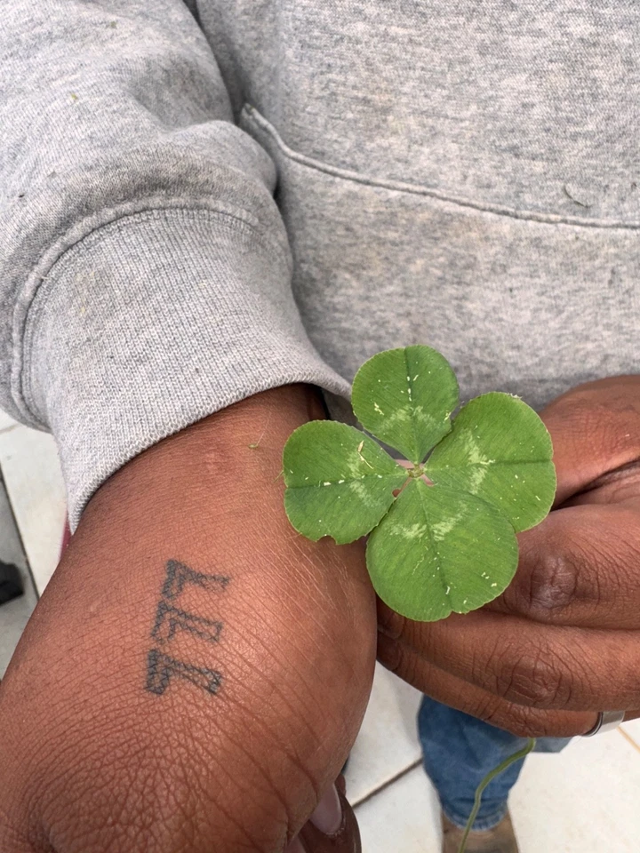 This is a big four leaf clover I found In my yard one of a kind about a inch big - Image 1 of 2