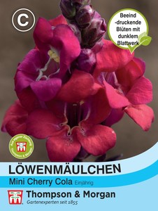 Löwenmäulchen 'Mini Cherry Cola' - Antirrhinum majus, Landhausgarten, Samen 4906