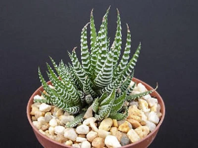 Haworthia Attenuata cebra cebrina exótica rara suculenta planta de cactus cactus 4" Foto 1 de 2