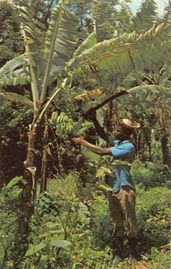 Barbados - Harvesting bananas - Publ. Wayfarer Bookstore - Picture 1 of 2