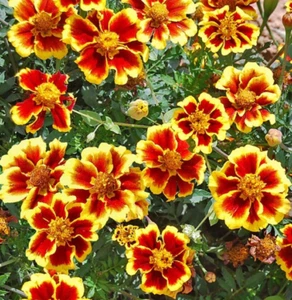 French Marigold LEGION OF HONOR Dwarf Beneficial Flowers Non-GMO 200 Seeds! - Picture 1 of 6