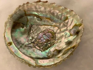 Muschelschale Natur 4X5" mit Ätzdesign  - Bild 1 von 3