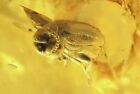 Probablement fourmi coléoptère des feuilles Aderidae insecte fossile ukrainien Rovno ambre #10178