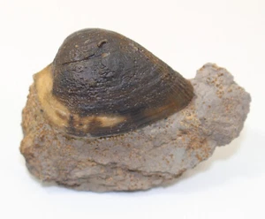 Muschel, Grammatodon concinnus, Jura, Bajoc, Sengenthal, Oberpfalz, BRD -eb8811 - Picture 1 of 6