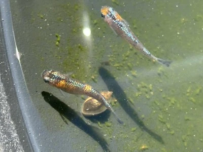 5+1 Ulysses Cobalt Japanese Rice (Medaka) Fish Juvies. USA bred. - Image 1 of 4