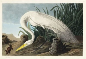 Póster de arte de pared de pájaro John James Audubon vintage de garza blanca A3 A4 A5 - Imagen 1 de 7