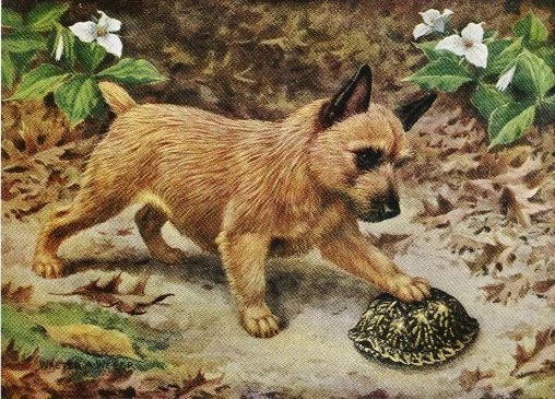 Norwich Terrier - Estampado de perro a color vintage - MATEADO Foto 1 de 1