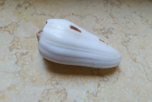 Conus Striatus RARE  HUGESPECIMEN Shell red Sea shell 96.8mm Seashells Pattern - Picture 1 of 12